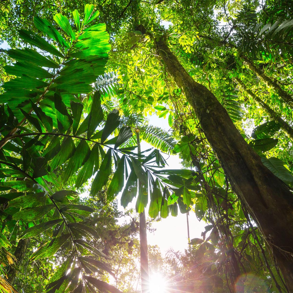 Regenwald Brasilien 1200×1200