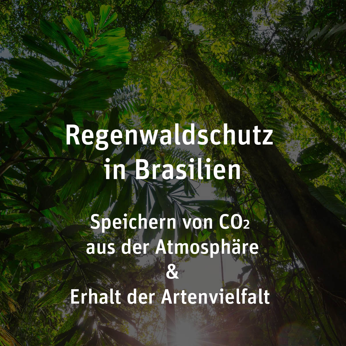 Regenwald Brasilien 1200×1200 – Hover